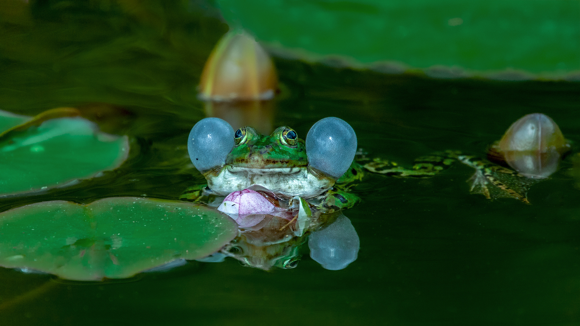 Teichfrosch 001a