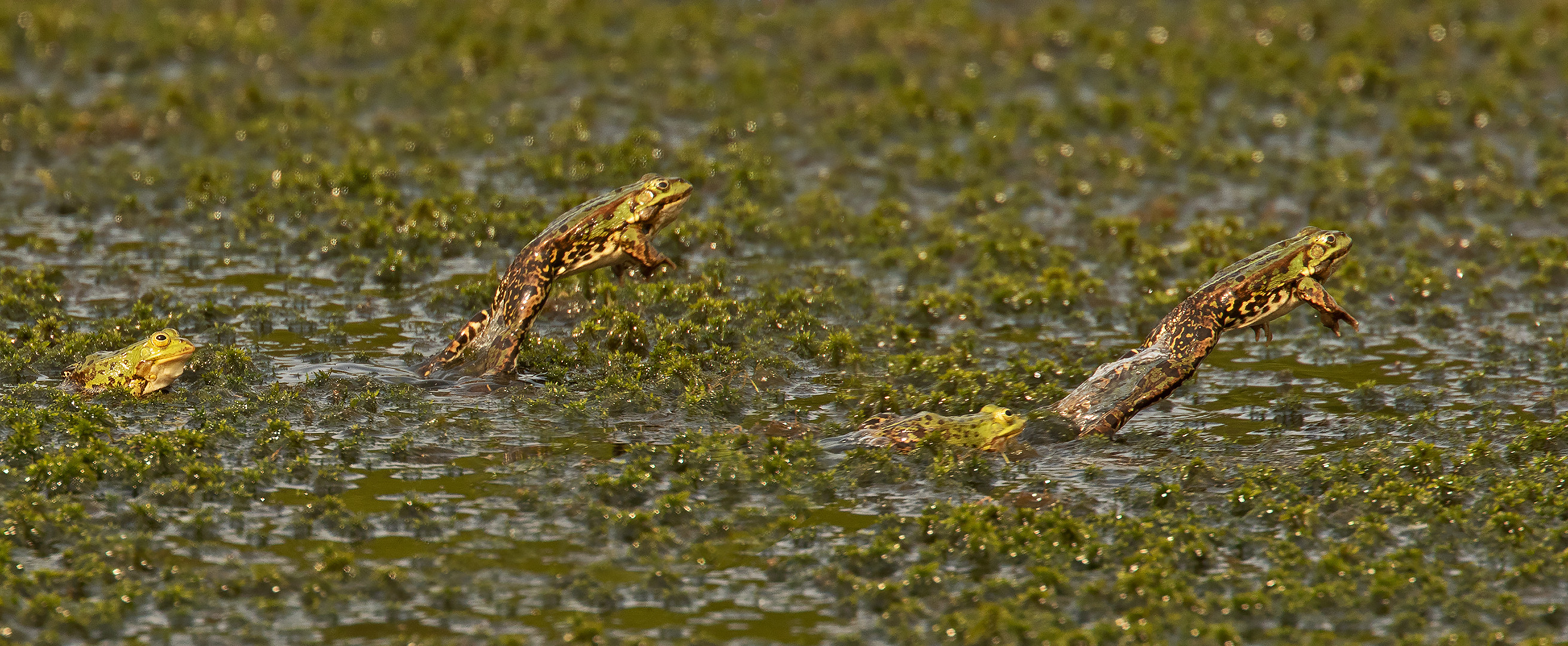 Teichfrosch 002