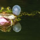 Teichfrosch 002 eing