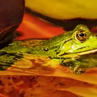 Teichfrosch 002a