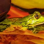 Teichfrosch 002a