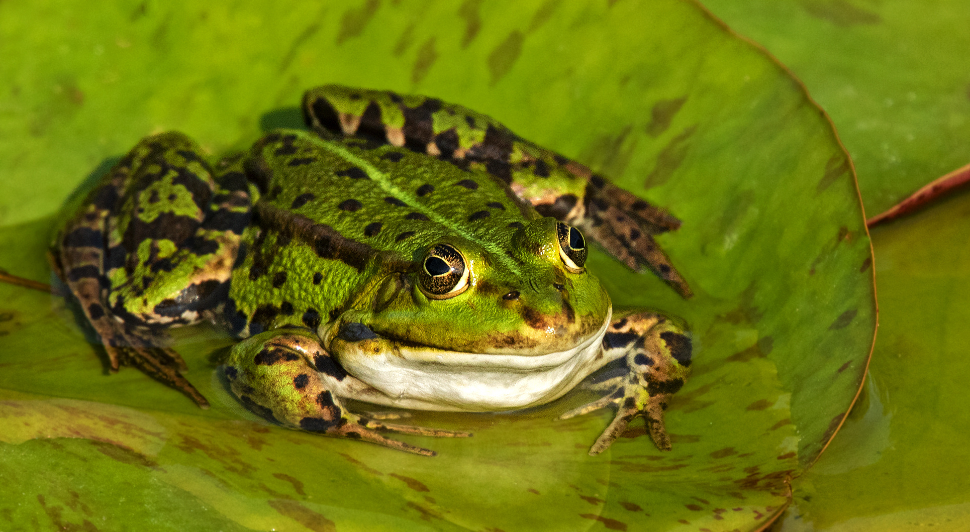  Teichfrosch 003 