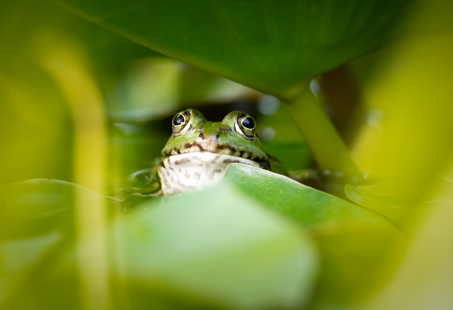 Teichfrosch