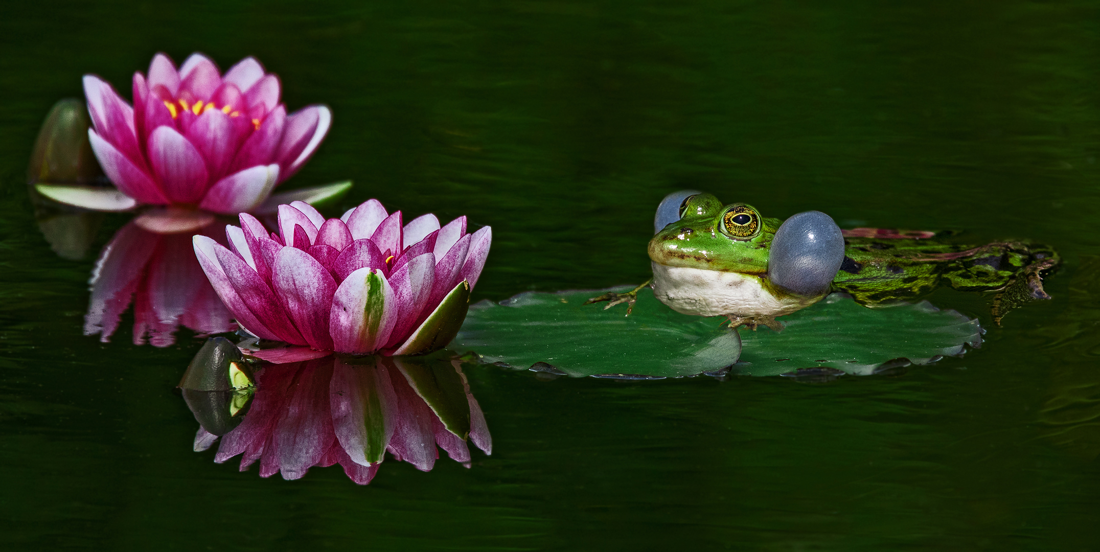 Teichfrosch 005