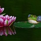 Teichfrosch 005