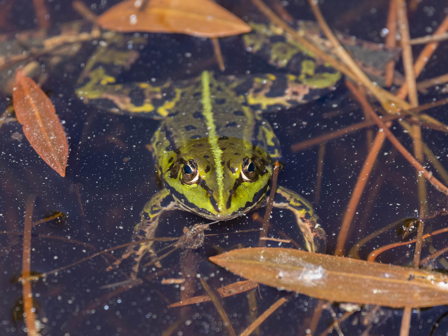 Teichfrosch