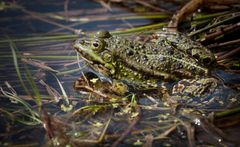 teichfrosch