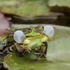 Teichfrosch 061