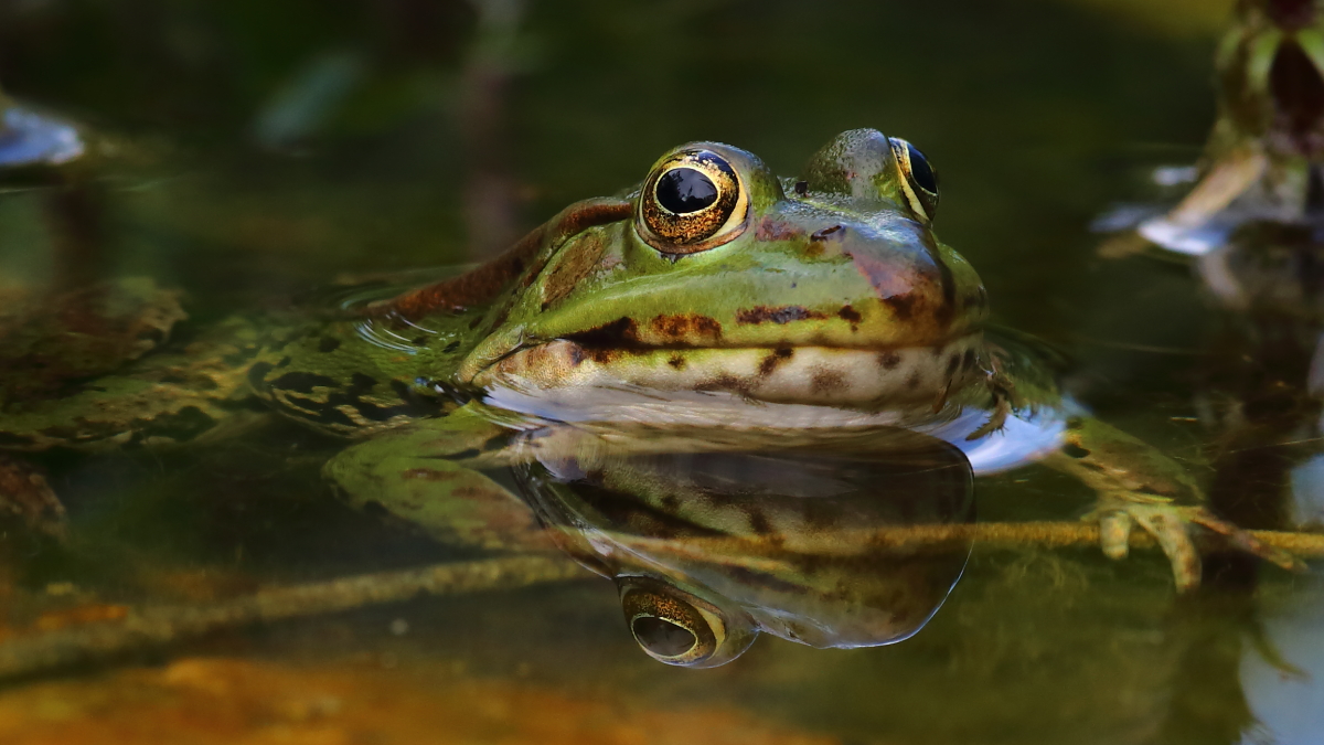 teichfrosch