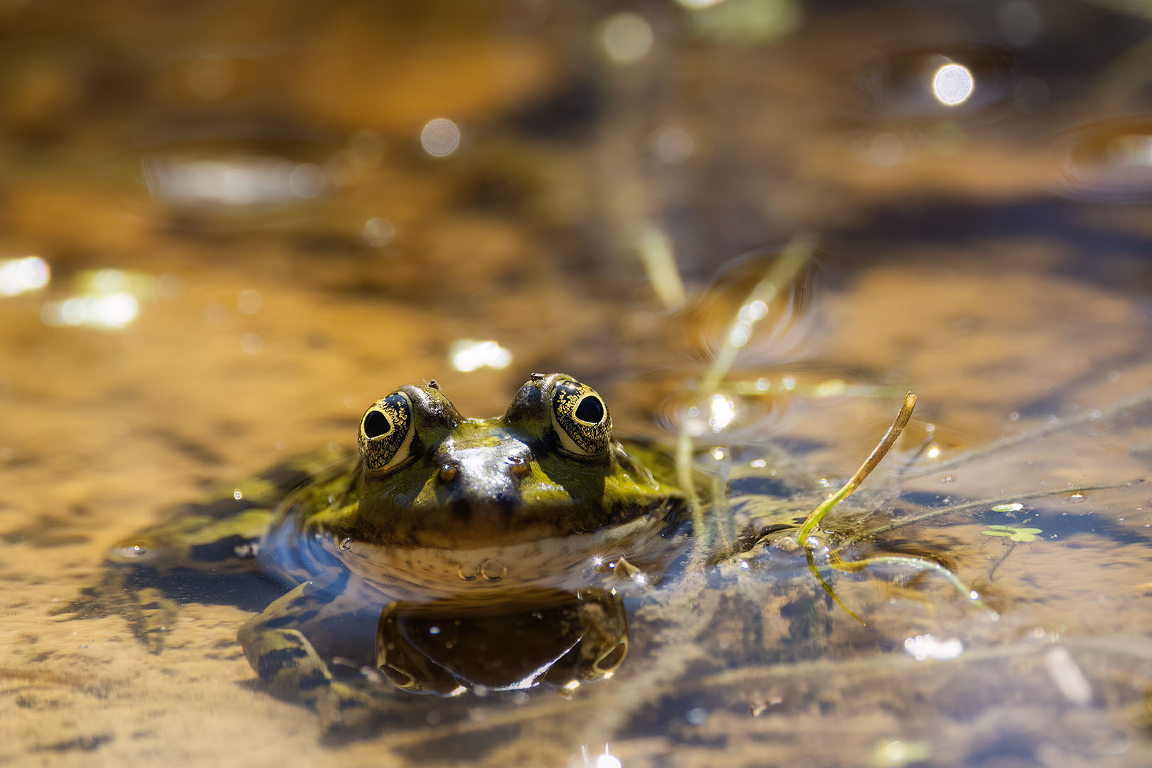 Teichfrosch