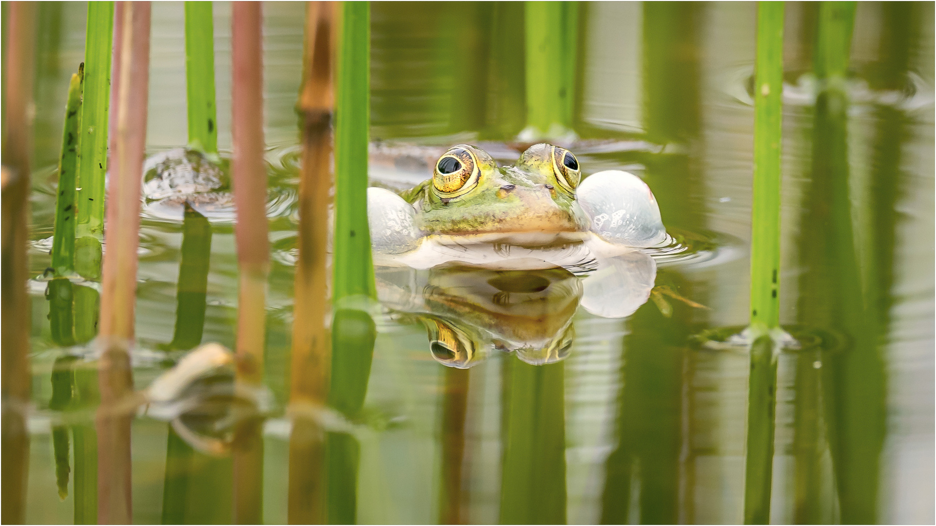 Teichfrosch