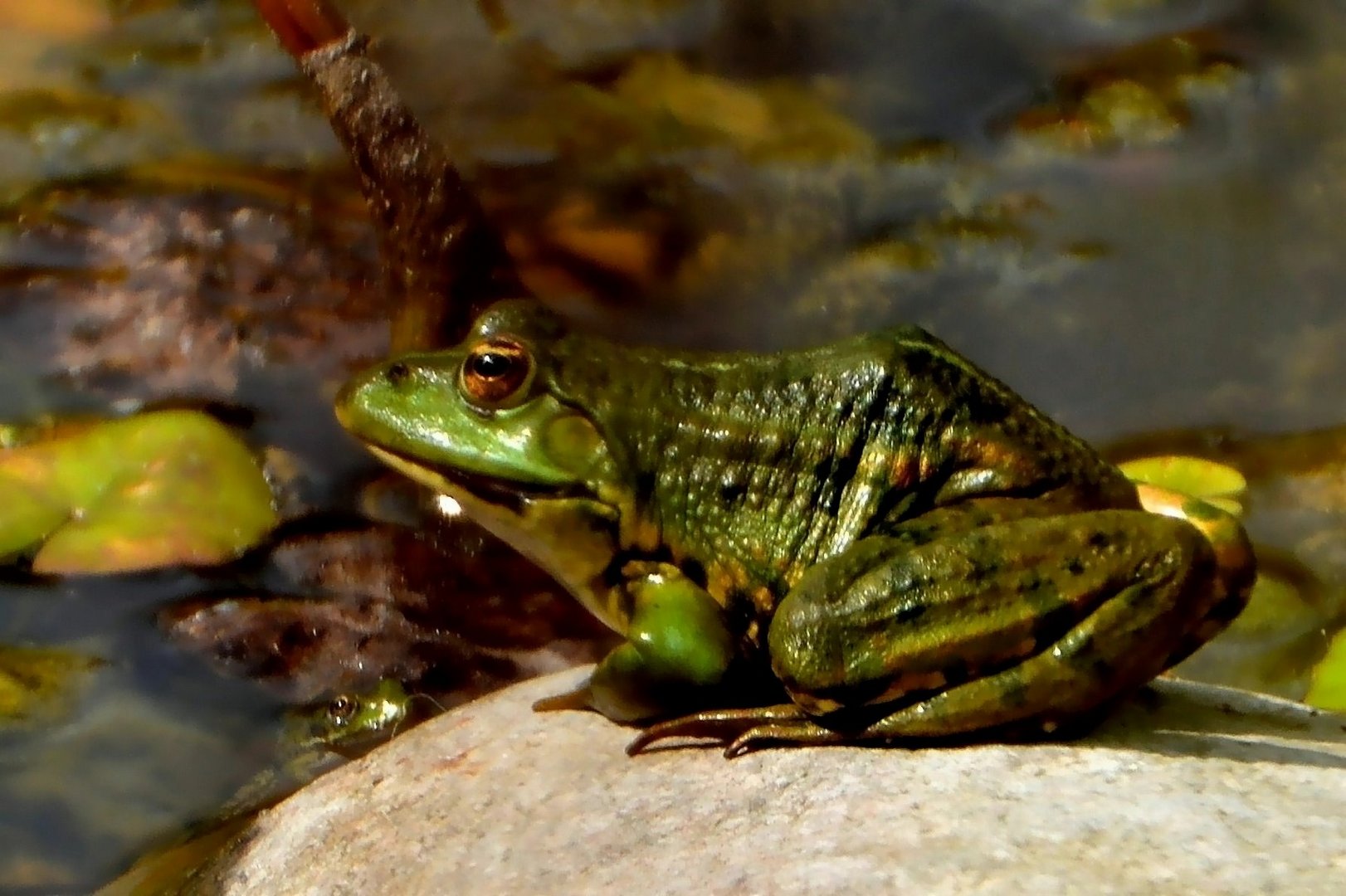 Teichfrosch