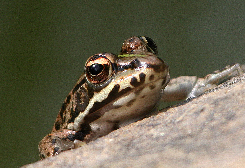 Teichfrosch 1