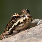 Teichfrosch 1