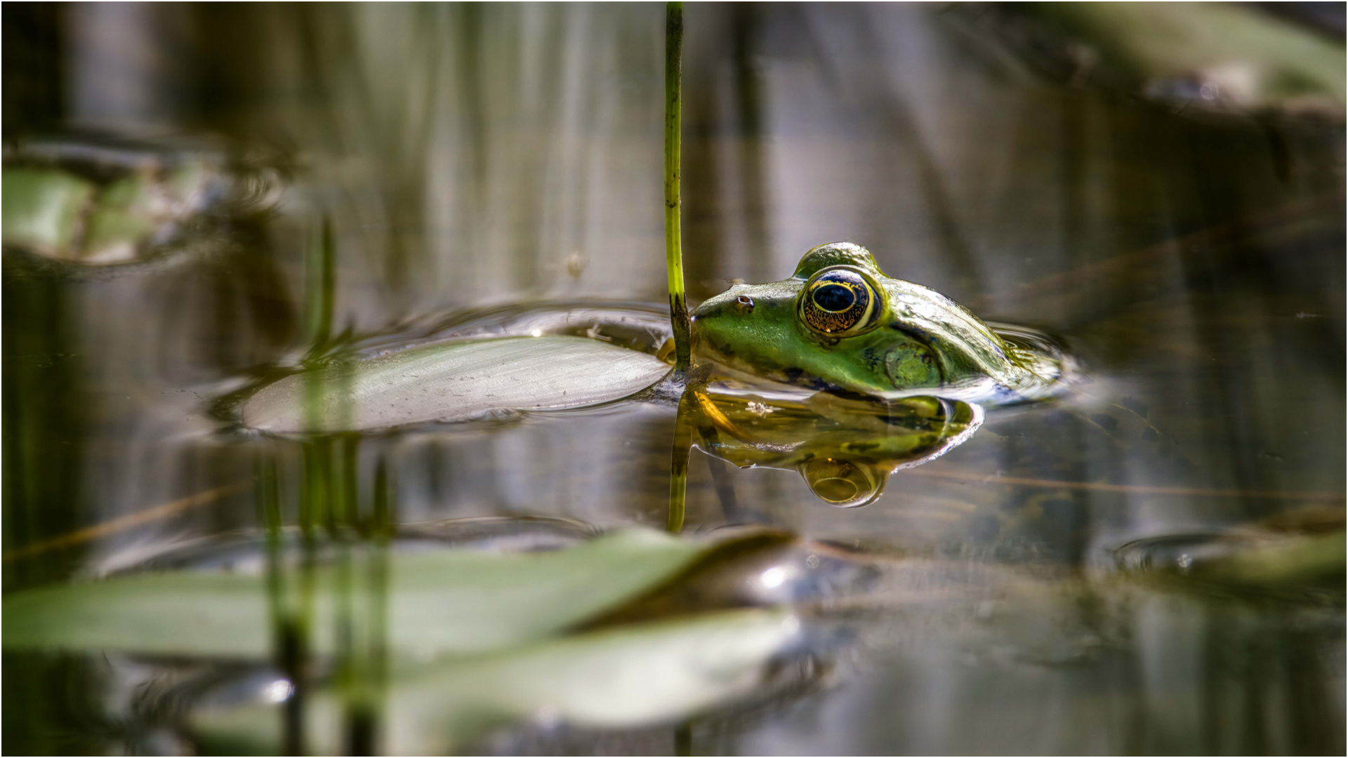 Teichfrosch