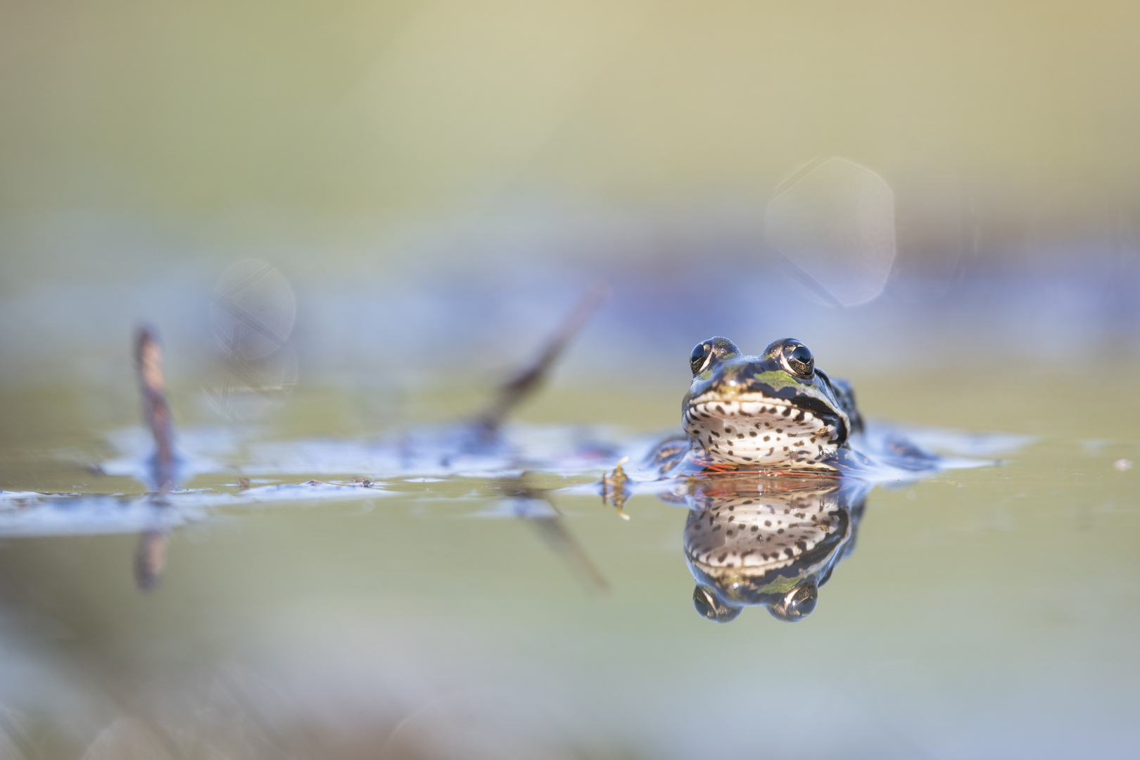 __teichfrosch_____