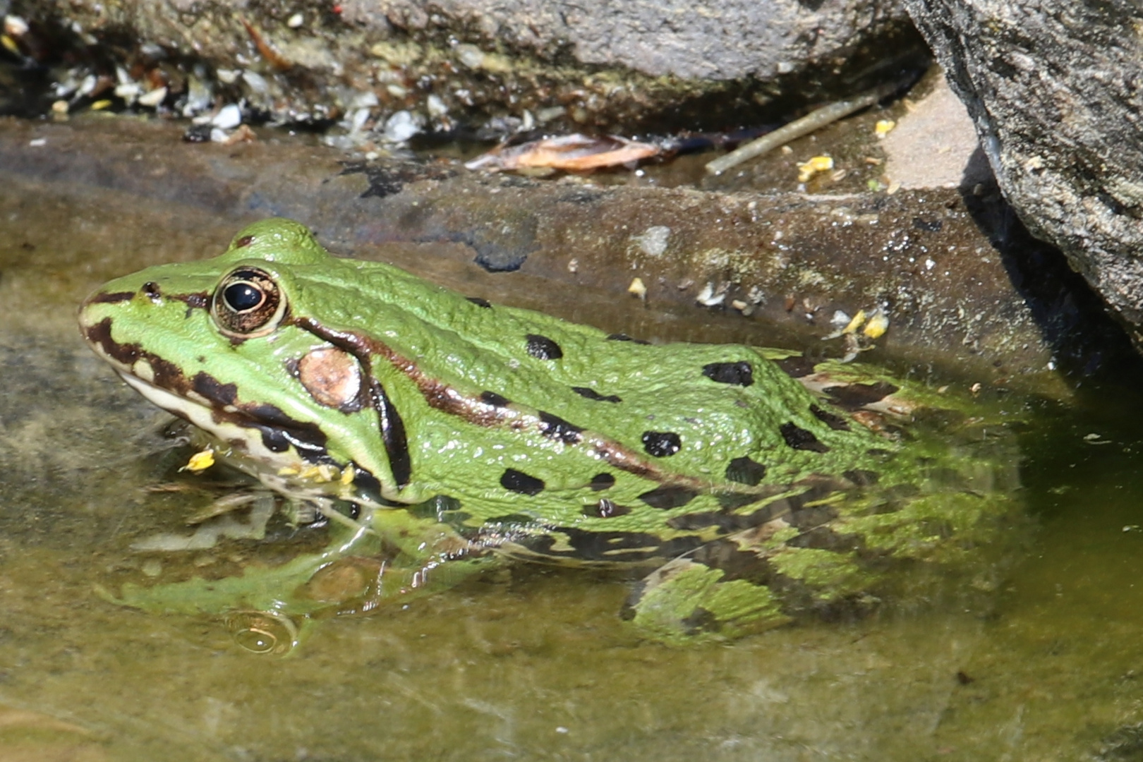 Teichfrosch