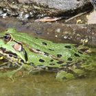 Teichfrosch