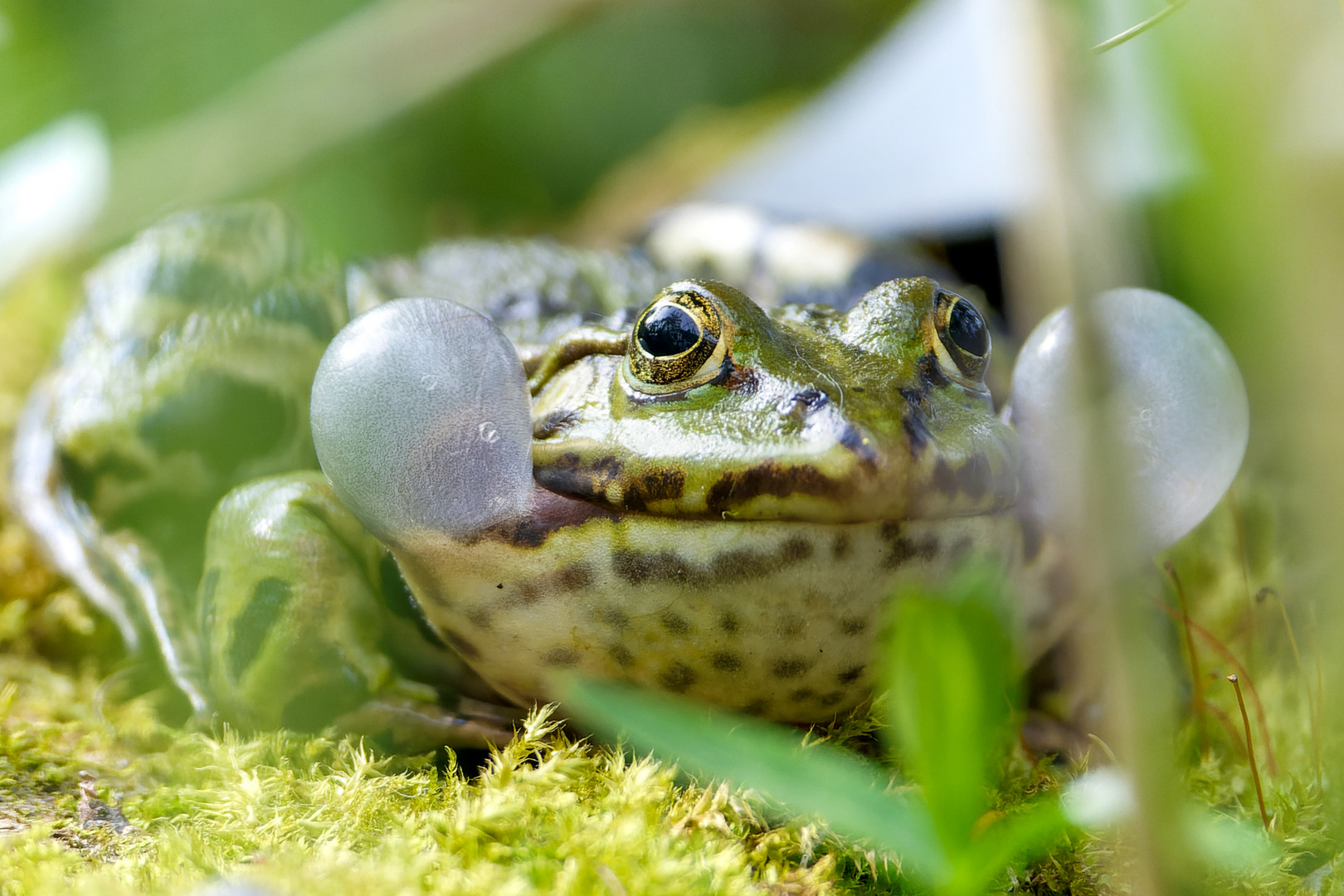 Teichfrosch Foto & Bild tiere, wildlife, amphibien & reptilien Bilder