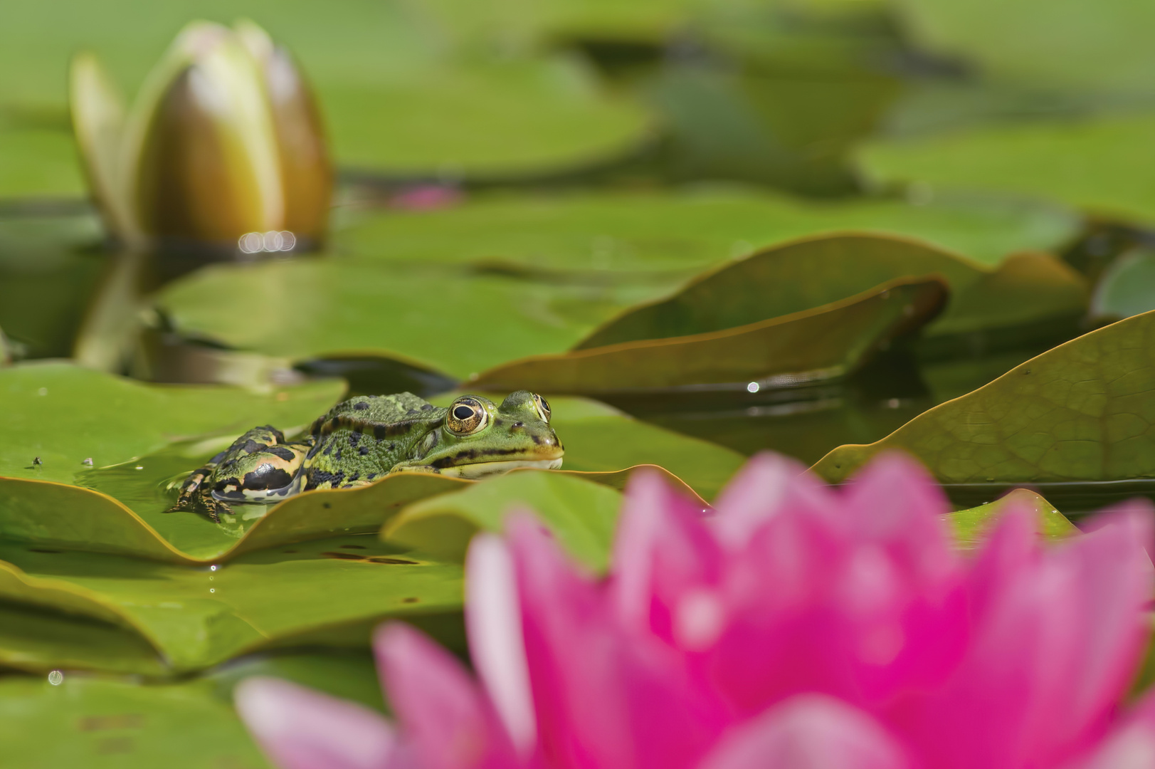 Teichfrosch