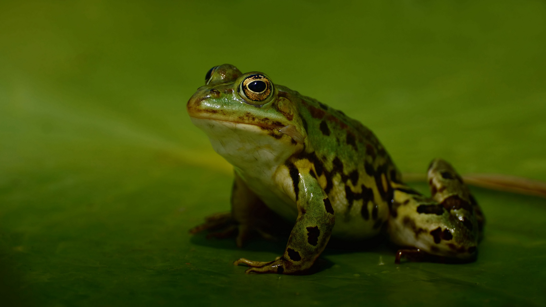 Teichfrosch