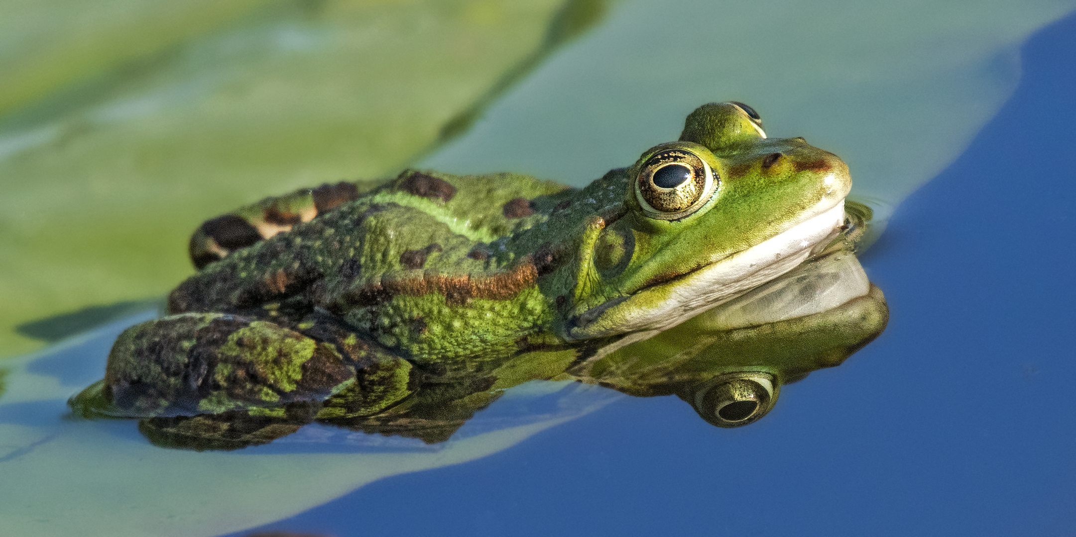 Teichfrosch