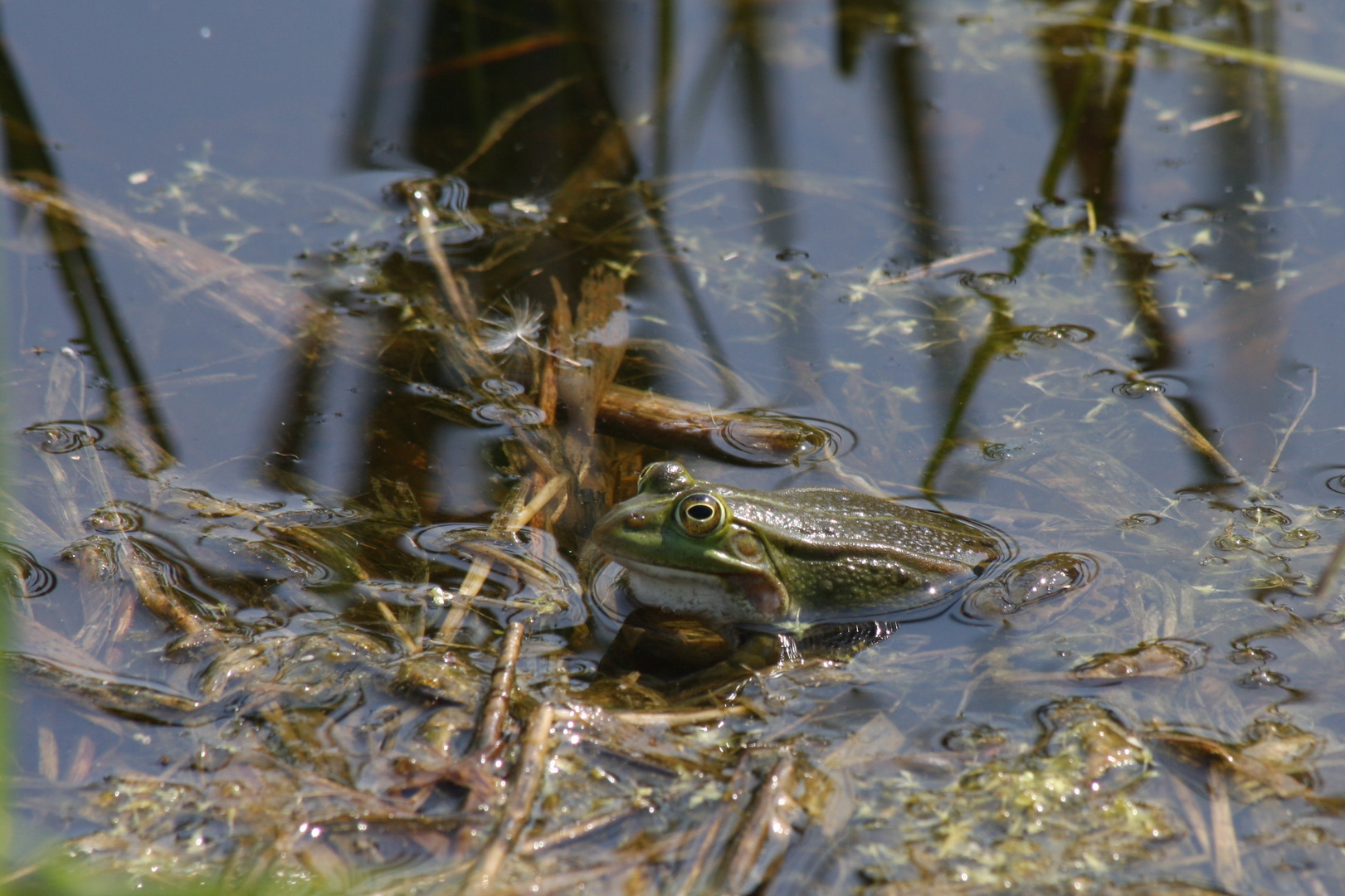 Teichfrosch