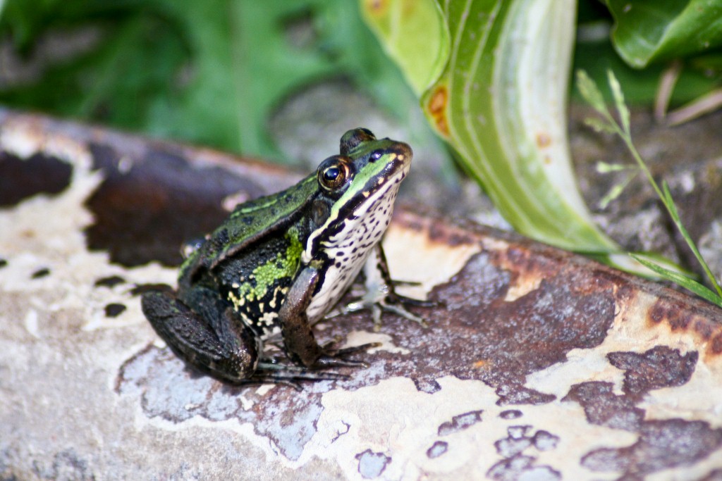 Teichfrosch