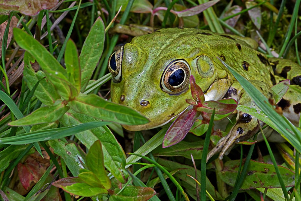 TEICHFROSCH