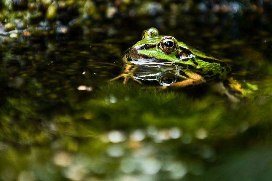 Teichfrosch -2-