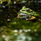 Teichfrosch -2-