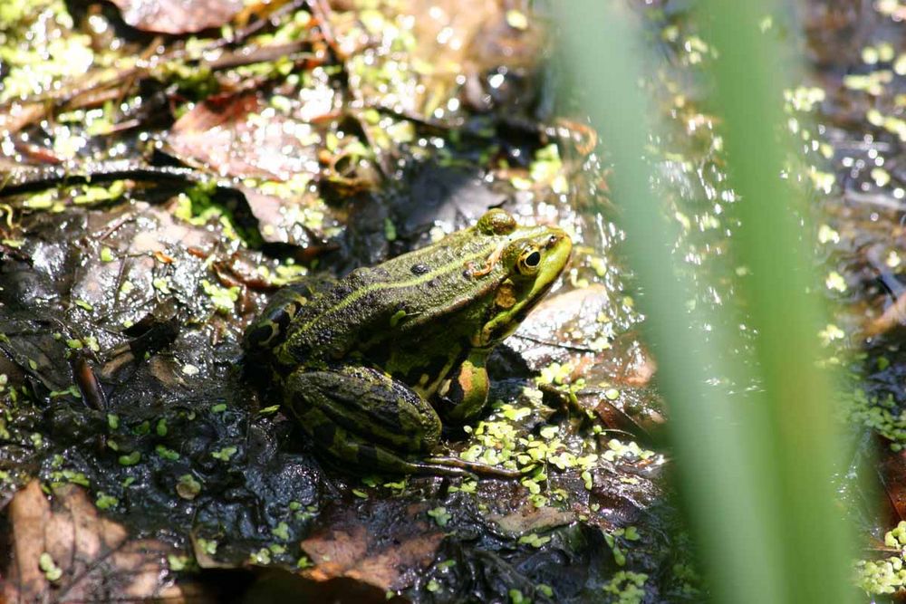 Teichfrosch 2