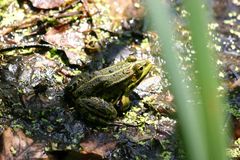 Teichfrosch 2