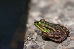 Teichfrosch 2 (Pelophylax "esculentus" oder Rana "esculenta")