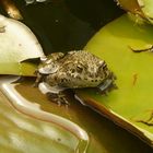 Teichfrosch