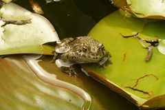 Teichfrosch