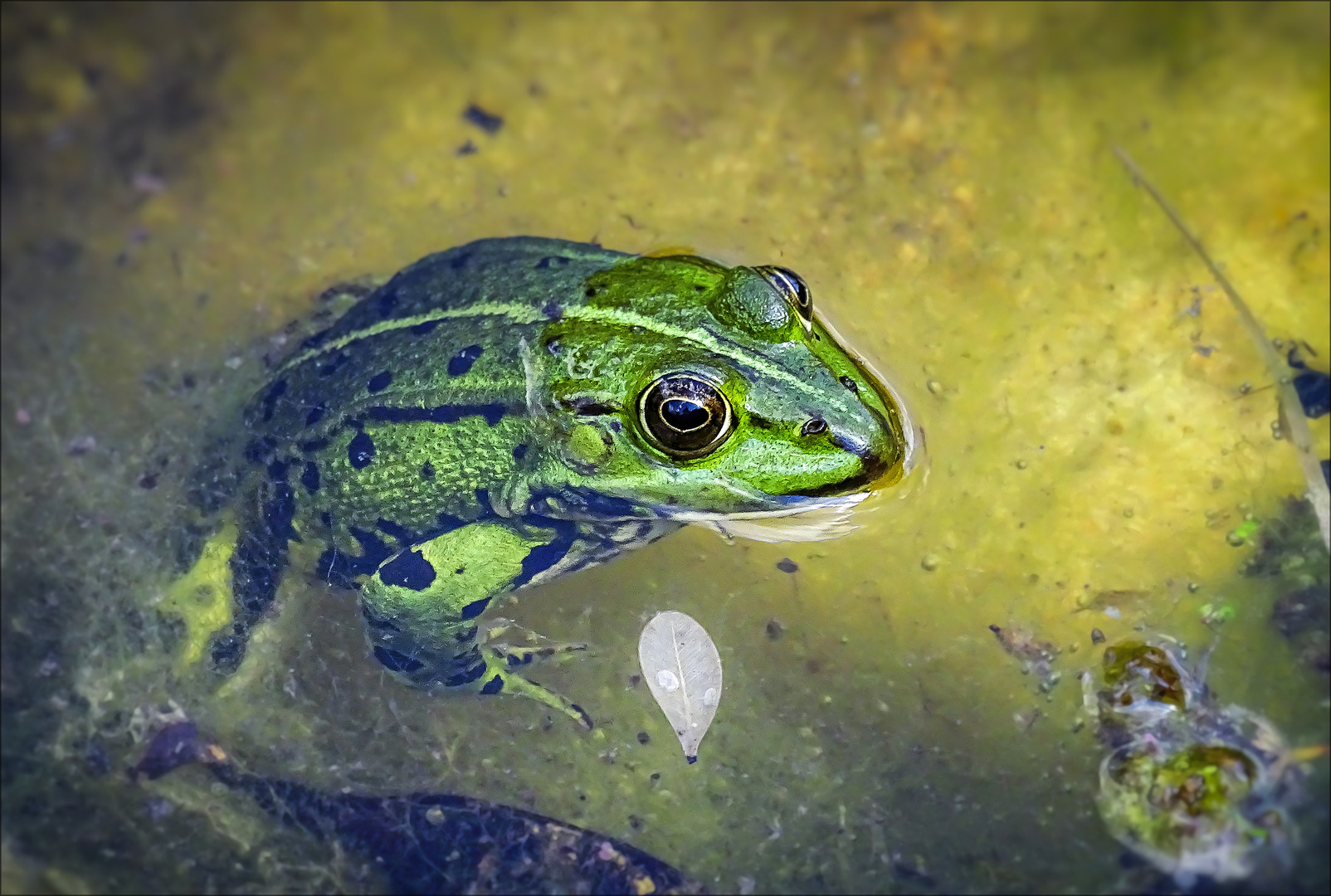 Teichfrosch