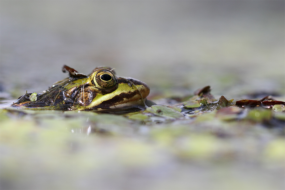 Teichfrosch