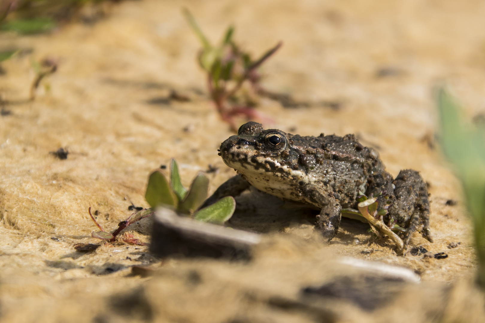 Teichfrosch