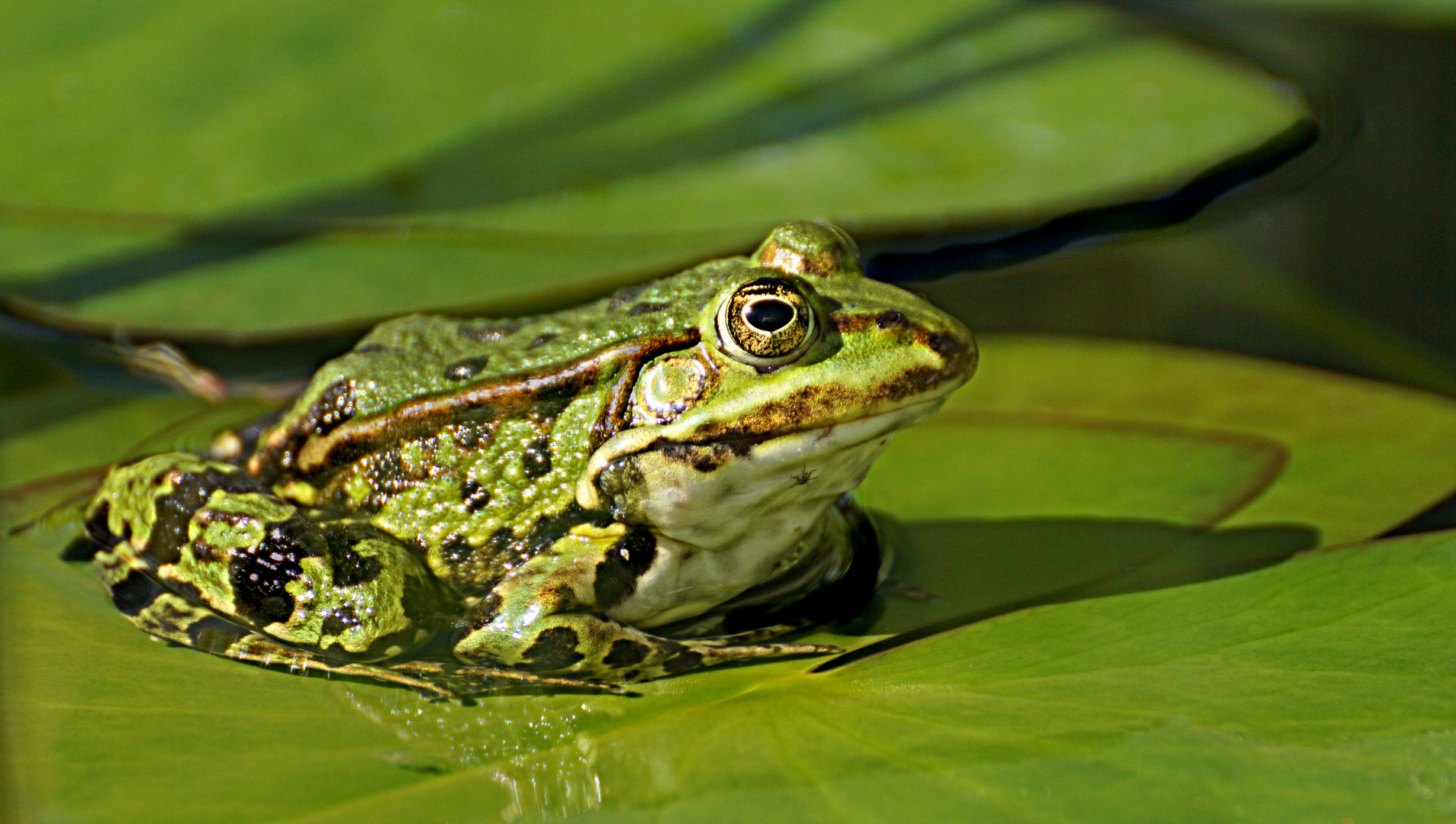 Teichfrosch