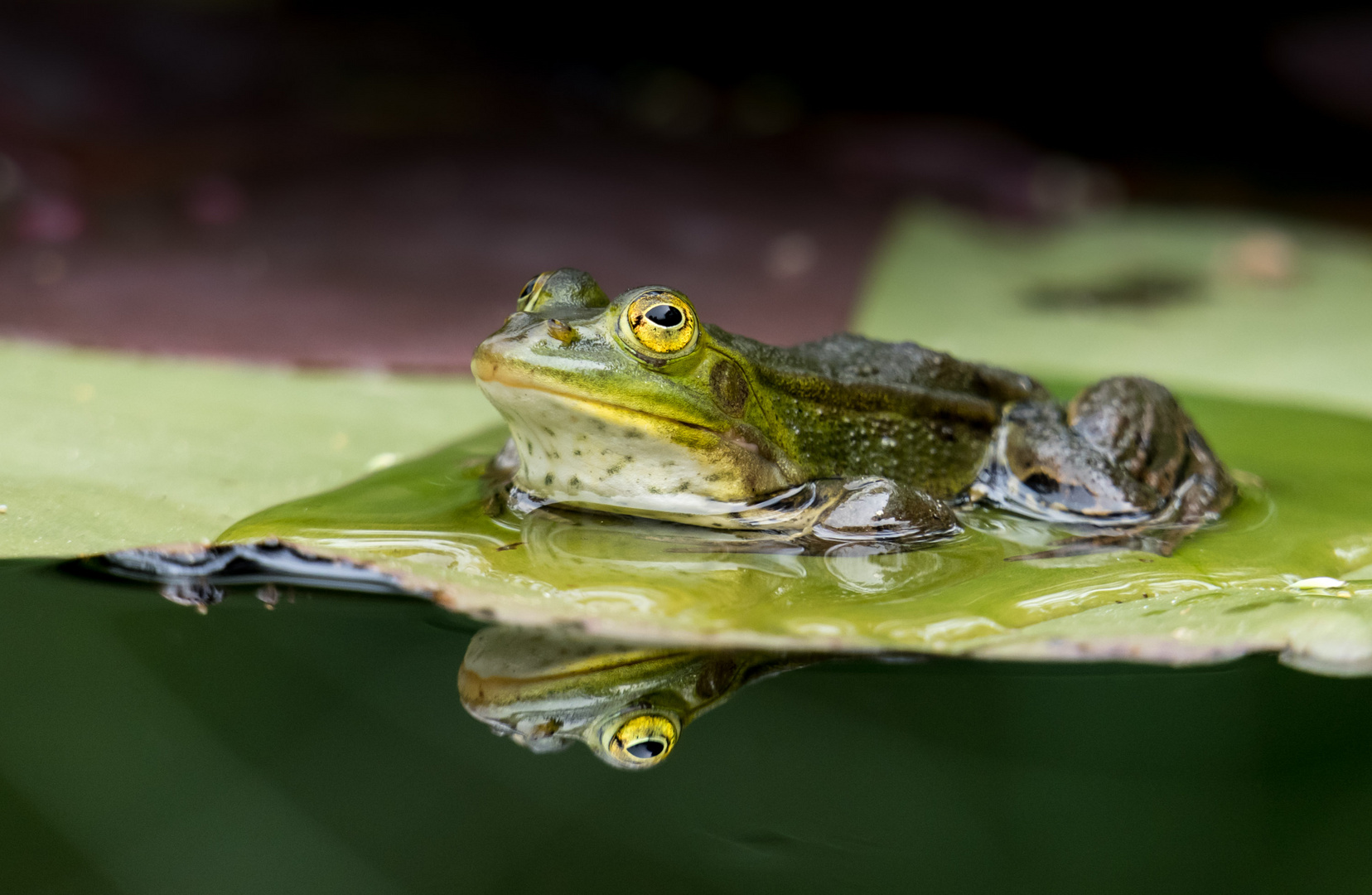 Teichfrosch