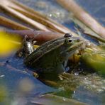 Teichfrosch