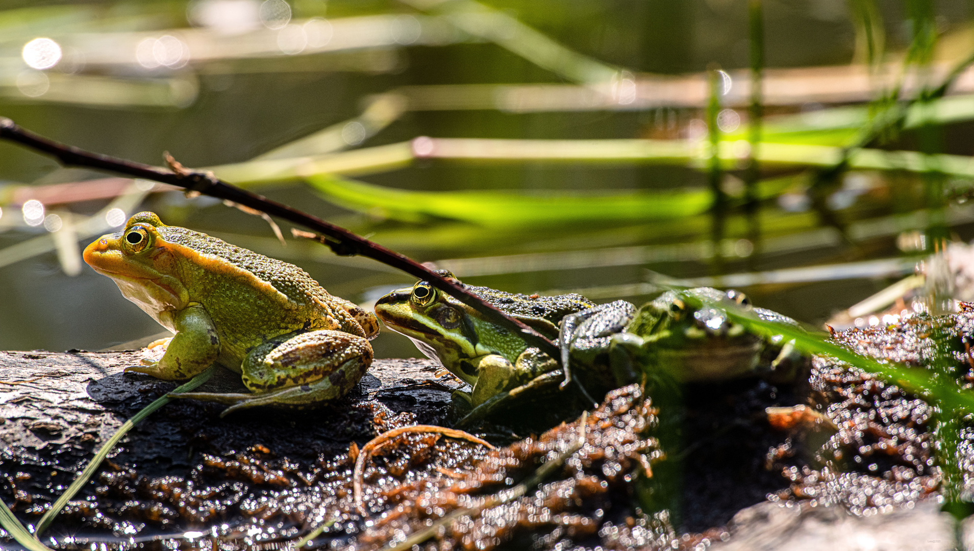 Teichfrosch