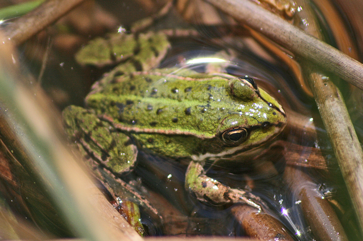 Teichfrosch