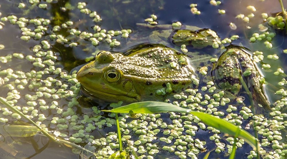 Teichfrosch