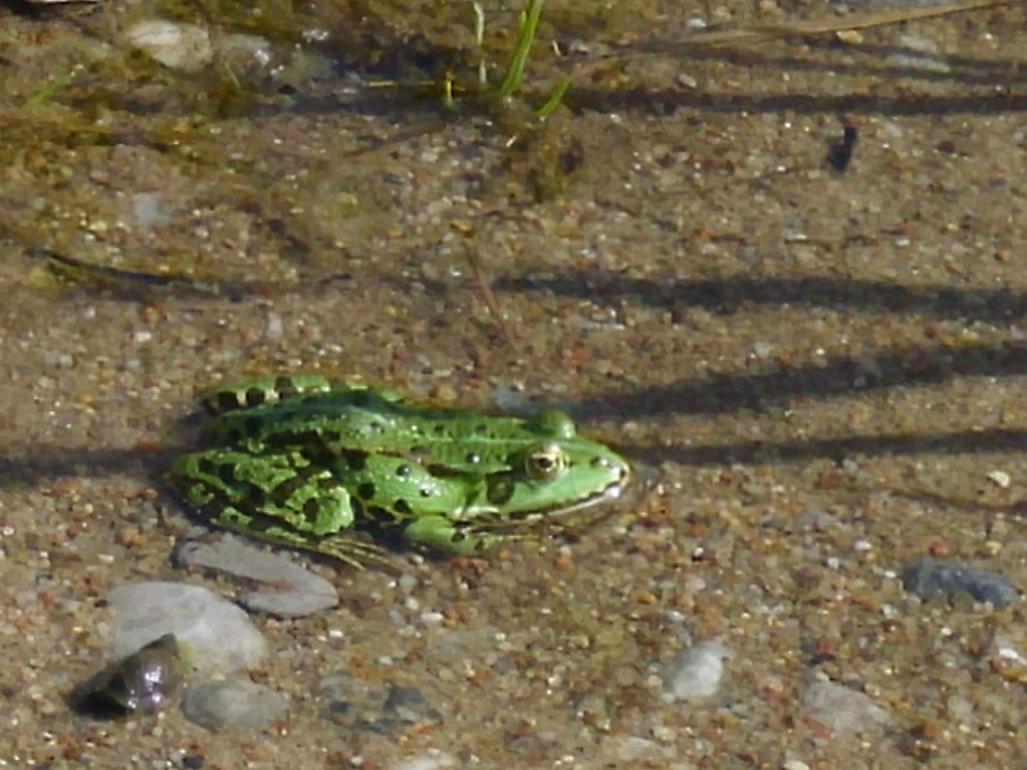 Teichfrosch