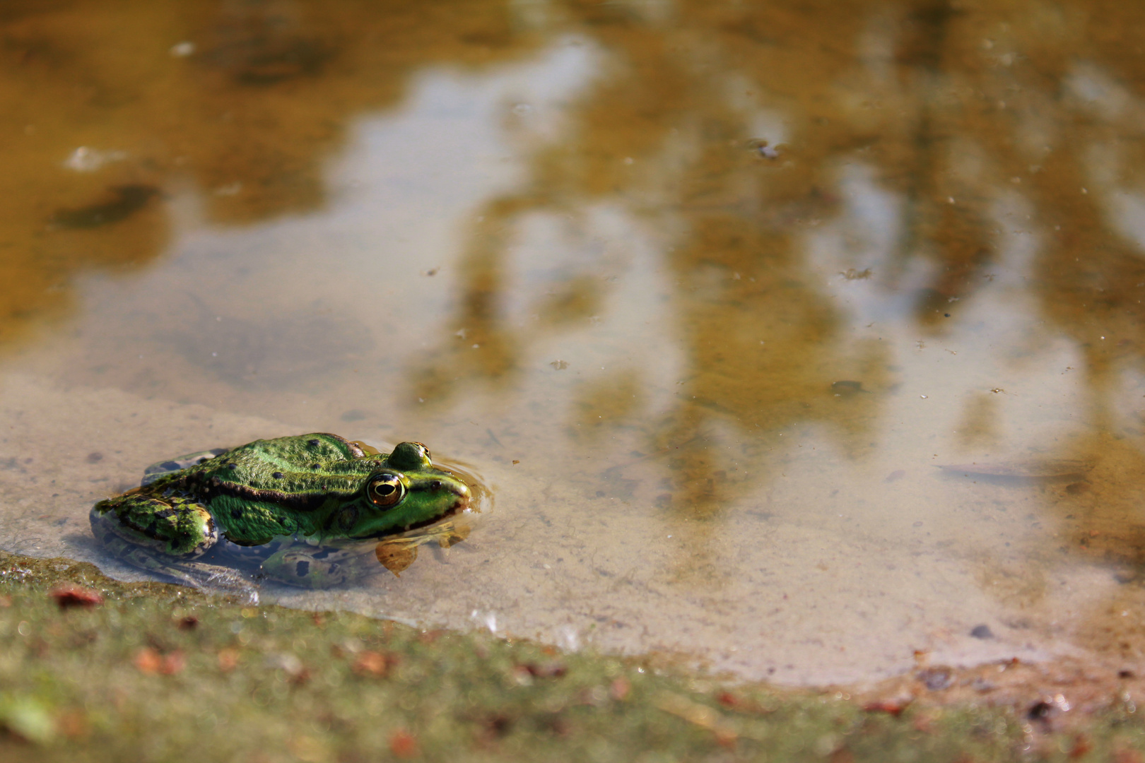 Teichfrosch