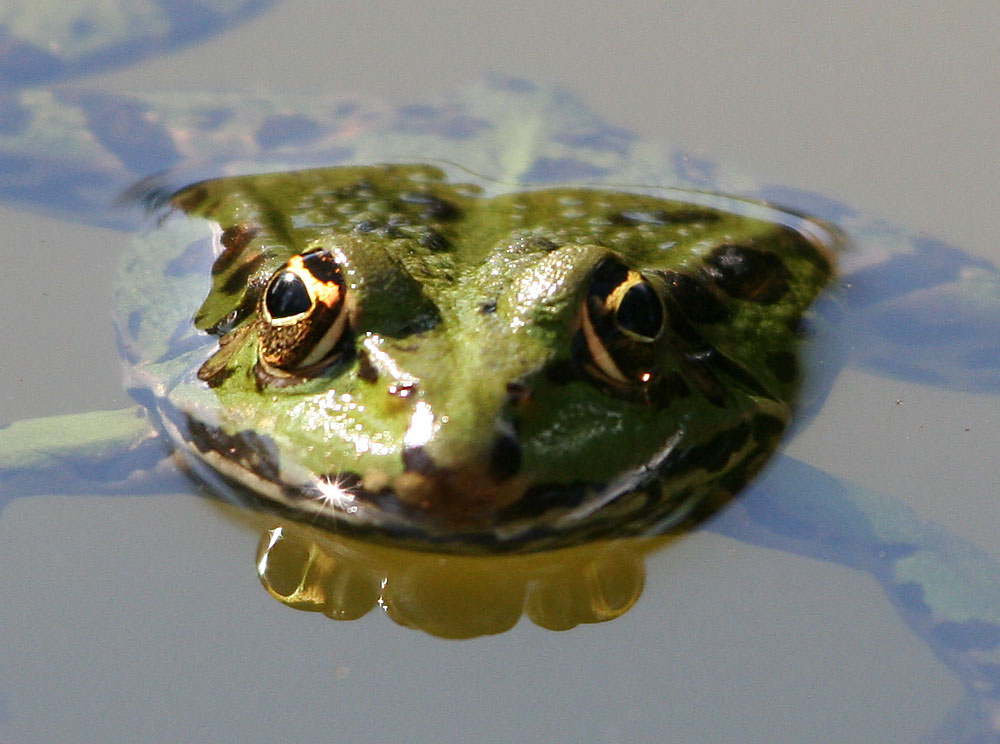 Teichfrosch 3