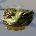 Teichfrosch 3