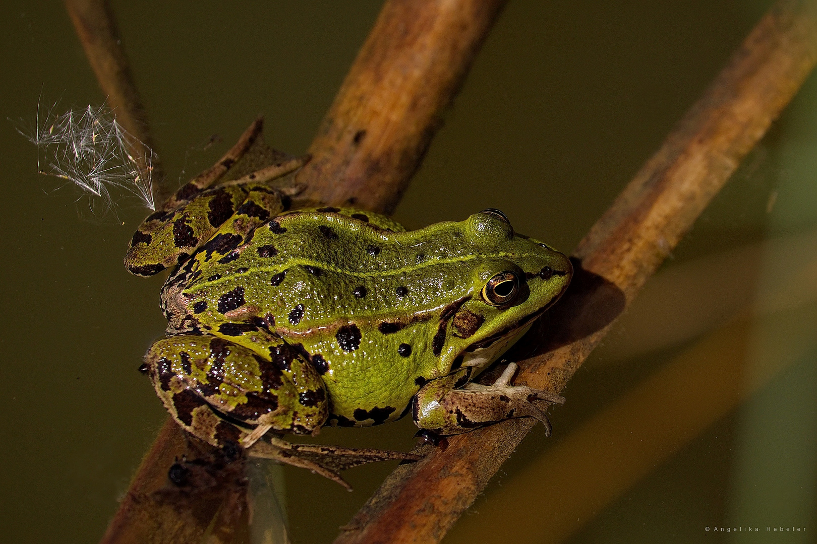 Teichfrosch